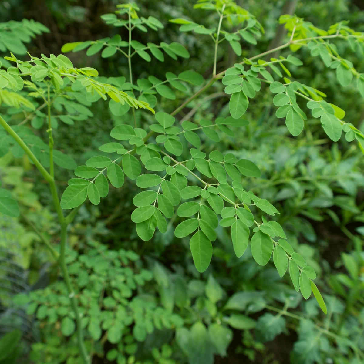 The Battle Of The Greens: Moringa vs. Matcha | Well.Org